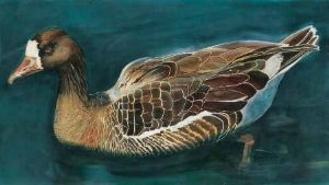 "Greylack goose"