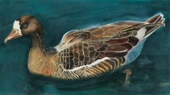 "Greylack goose"