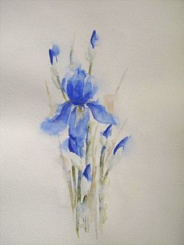 "Iris II"