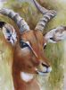 Impala's Soul