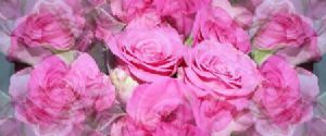"Pink Roses"
