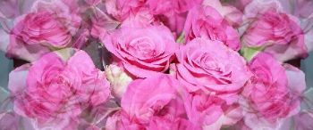 "Pink Roses"