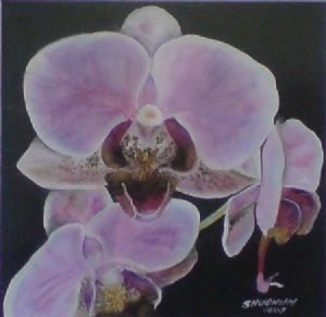 "Pink Passion"