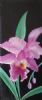 "Mythical Orchid"