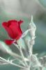 "Red Rose"