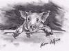 "Pig on a Fence"