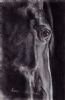 "Black Horse"