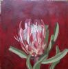 "Fynbos 73, Protea Susannae"