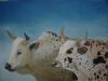 "Nguni Cattle"