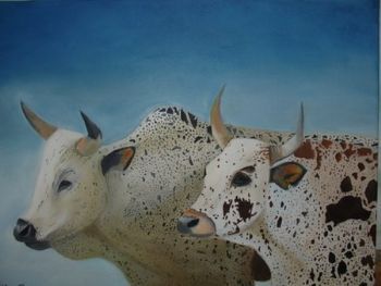 "Nguni Cattle"