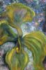Orchidacea Chronos 1
