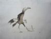 "Secretary Bird"