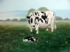 "Cow and Calf"