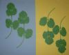 "Coriander For Mieke"