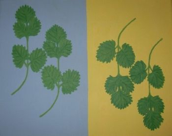 "Coriander For Mieke"
