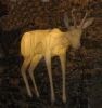 Springbok (Life-size)