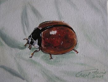 "Bugs - Ladybird"