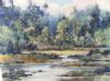 "Forest Scene Wilderness"