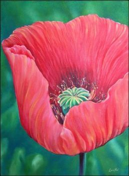 "Red Poppy"