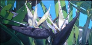 "White Strelitzia"