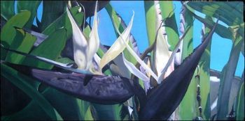 "White Strelitzia"