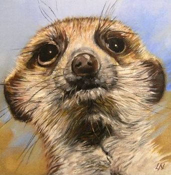 "Meerkat2"