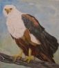 "Fish Eagle St Lucia"