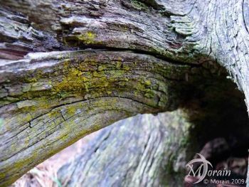 "Tree Stump"