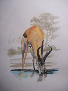 "Springbok @ Waterhole"