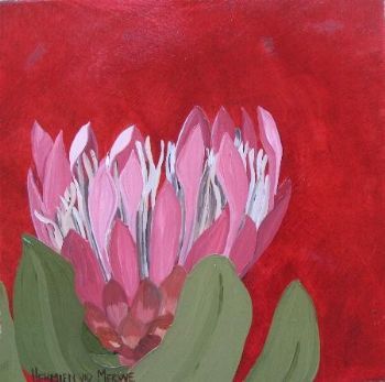 "Fynbos 92, Spoon-bract Sugarbush"