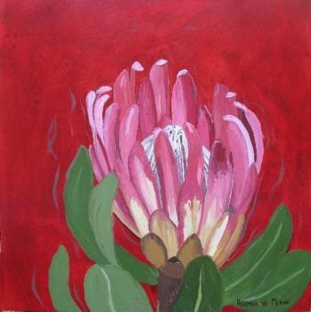 "Fynbos 82, Protea Compacta"