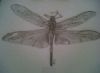 "Dragonfly"