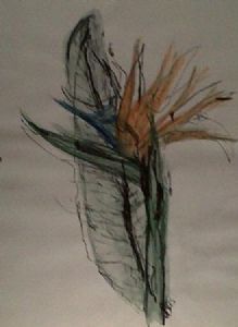 "Strelitzia"