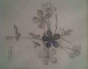"Plumbago"