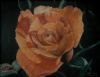 "Rose"