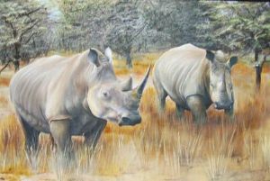 "Rhino in Pilansberg"