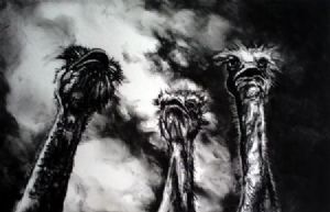 "Ostriches"