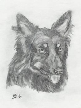 "Shepherd's Dog"