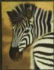 "Peeking Zebra"