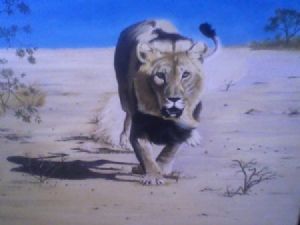 "African Lion"