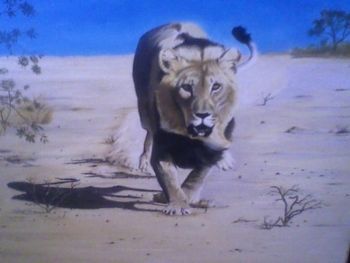 "African Lion"