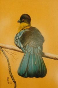 "Purple Crested Loerie"