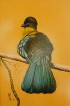 "Purple Crested Loerie"