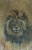 "African Male Lion"