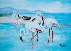 "Greater Flamingoes"