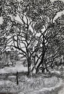 "Trees in Wakkerstroom"