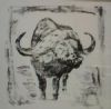 "Buffalo - Inkblot"