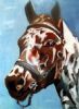 "Appaloosa 1"