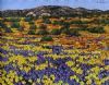 "Namaqualand In bloom"