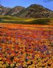 "Carpet of Blooms"